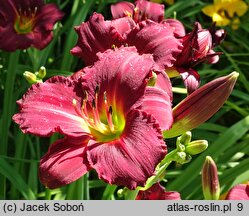 Hemerocallis ×hybrida (liliowiec ogrodowy)