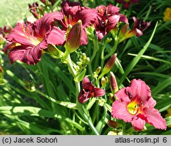 Hemerocallis ×hybrida (liliowiec ogrodowy)