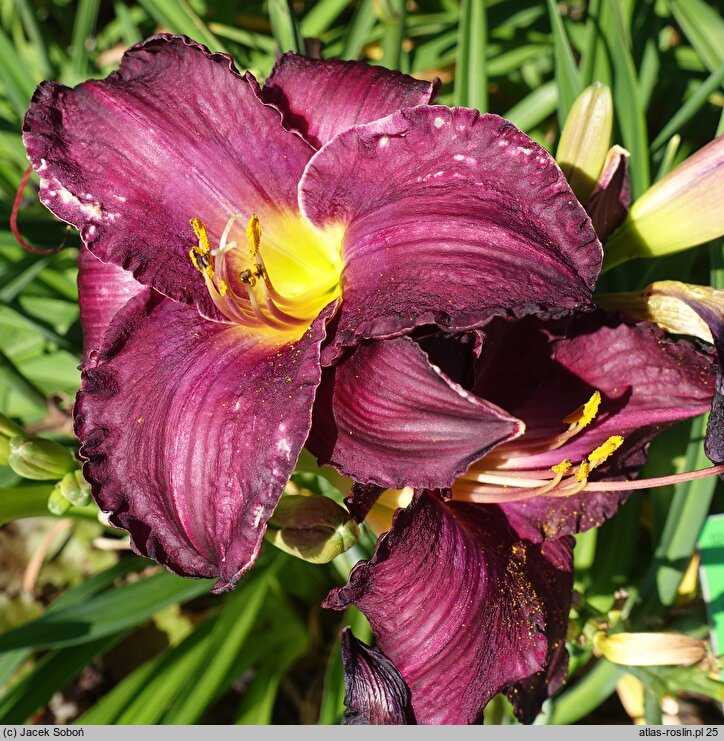 Hemerocallis Purple Passage