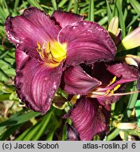Hemerocallis ×hybrida Purple Passage