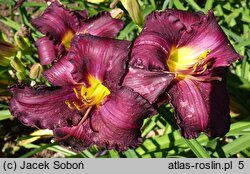Hemerocallis ×hybrida Purple Passage