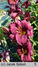 Hemerocallis ×hybrida Purple Rain