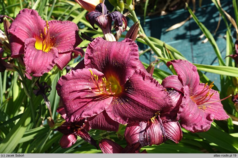 Hemerocallis ×hybrida Purple Rain
