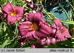 Hemerocallis ×hybrida Purple Rain