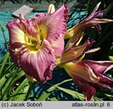 Hemerocallis ×hybrida Roaring Rapids
