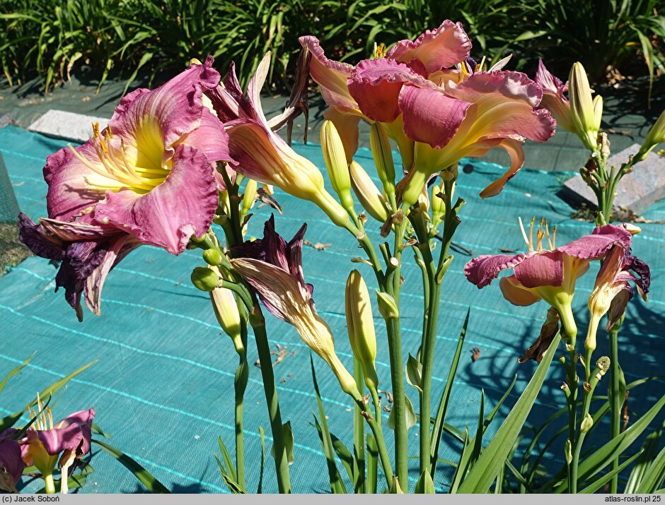 Hemerocallis ×hybrida Roaring Rapids