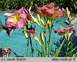 Hemerocallis ×hybrida Roaring Rapids