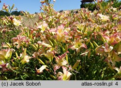 Hemerocallis ×hybrida Serdeczny Uśmiech Alicji