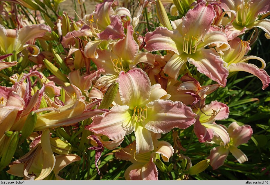 Hemerocallis ×hybrida Serdeczny Uśmiech Alicji