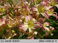 Hemerocallis ×hybrida Serdeczny Uśmiech Alicji