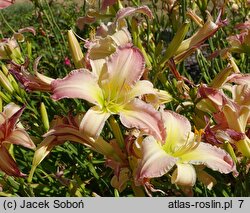 Hemerocallis ×hybrida Serdeczny Uśmiech Alicji
