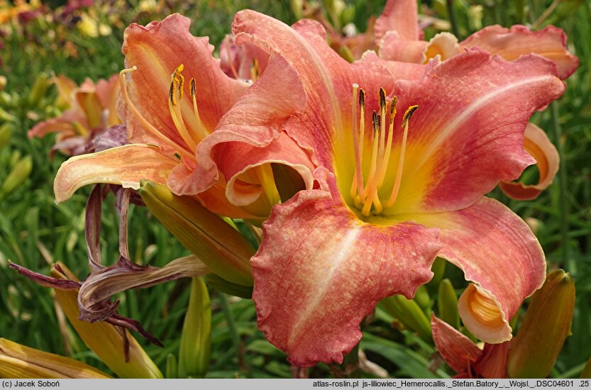Hemerocallis ×hybrida Stefan Batory