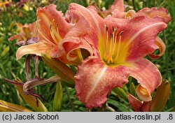 Hemerocallis ×hybrida Stefan Batory