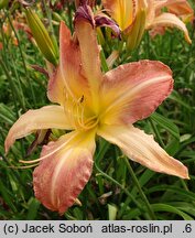 Hemerocallis ×hybrida Stefan Batory