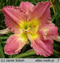 Hemerocallis ×hybrida Warna