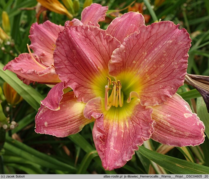 Hemerocallis ×hybrida Warna