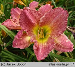 Hemerocallis ×hybrida Warna