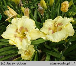 Hemerocallis ×hybrida Wersal