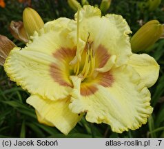 Hemerocallis ×hybrida Wersal