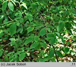 Lindera benzoin (lindera zwyczajna)