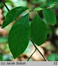 Lindera benzoin (lindera zwyczajna)