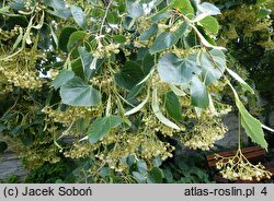 Tilia henryana (lipa Henry'ego)