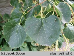 Tilia henryana (lipa Henry'ego)