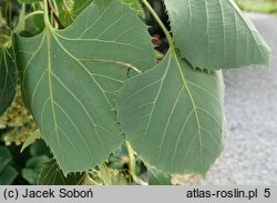 Tilia henryana (lipa Henry'ego)