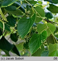 Tilia henryana (lipa Henry'ego)