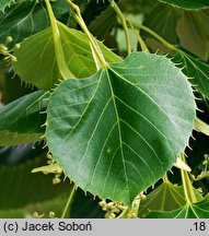 Tilia henryana (lipa Henry'ego)