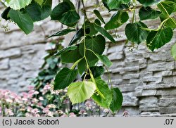 Tilia henryana (lipa Henry'ego)