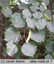 Tilia maximowicziana (lipa Maksimowicza)