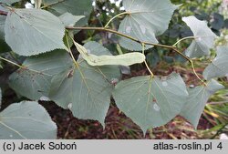 Tilia maximowicziana (lipa Maksimowicza)