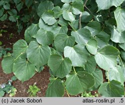 Tilia maximowicziana (lipa Maksimowicza)