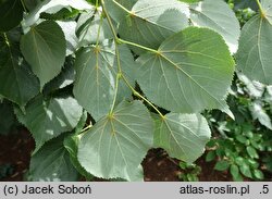 Tilia maximowicziana (lipa Maksimowicza)