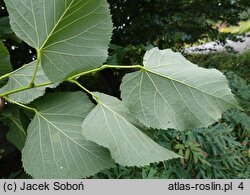 Tilia americana Moltkei