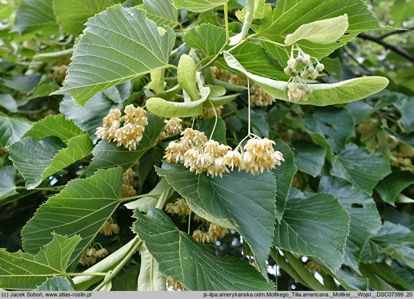 Tilia americana Moltkei