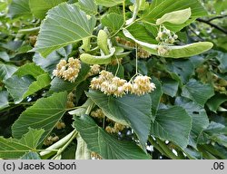 Tilia americana Moltkei