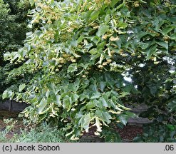 Tilia americana Moltkei