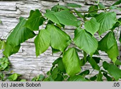 Tilia dasystyla ssp. caucasica (lipa begoniolistna)