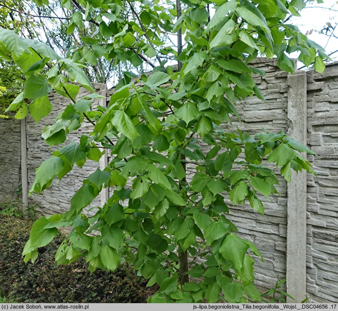 Tilia dasystyla ssp. caucasica (lipa begoniolistna)