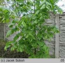 Tilia dasystyla ssp. caucasica (lipa begoniolistna)