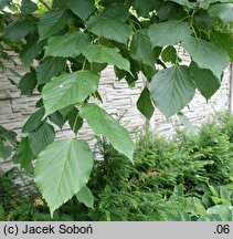 Tilia dasystyla ssp. caucasica (lipa begoniolistna)