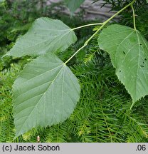 Tilia dasystyla ssp. caucasica (lipa begoniolistna)