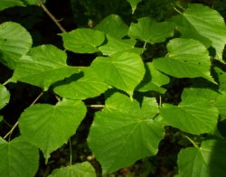 Tilia cordata (lipa drobnolistna)