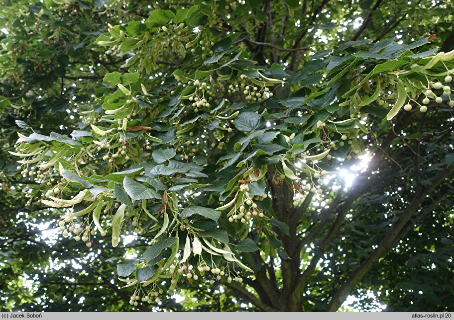 Tilia ×europaea (lipa holenderska)