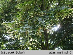 Tilia ×europaea (lipa holenderska)