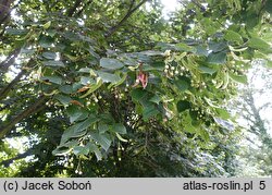 Tilia ×europaea (lipa holenderska)