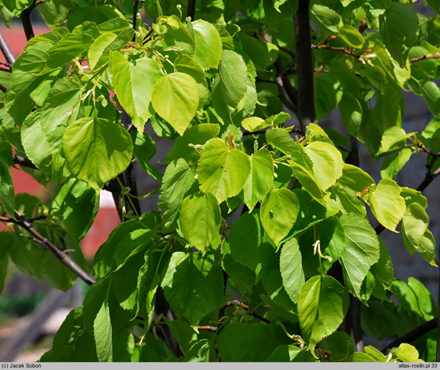 Tilia ×europaea Vella Aurea