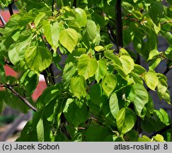 Tilia ×europaea Vella Aurea